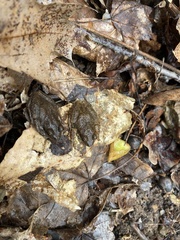 Pseudacris brachyphona