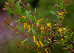Persoonia myrtilloides