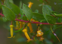 Persoonia myrtilloides
