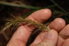 Dichelachne micrantha