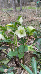 Helleborus orientalis