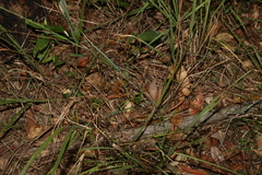 Dichelachne micrantha