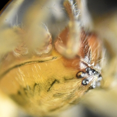 Araneae
