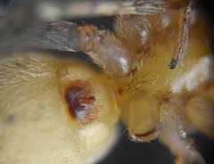 Araneae