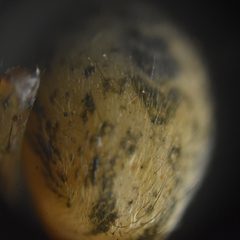 Araneae
