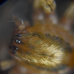 Araneae