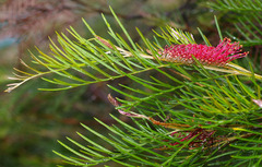Grevillea hookeriana