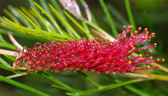 Grevillea hookeriana