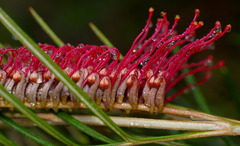 Grevillea hookeriana