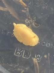 Cadlina modesta
