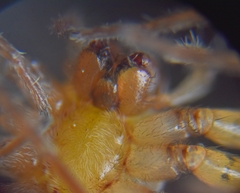 Araneae