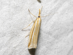 Hednota grammellus