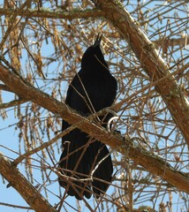 Quiscalus major