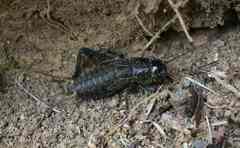 Teleogryllus