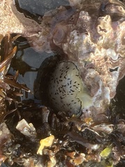 Acanthodoris rhodoceras