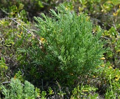 Suaeda linearis