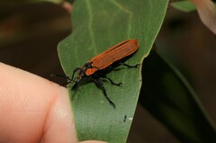 Rhinotia haemoptera