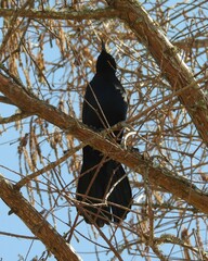 Quiscalus major