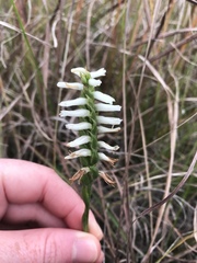 Spiranthes incurva
