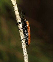 Rhinotia haemoptera