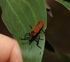 Rhinotia haemoptera