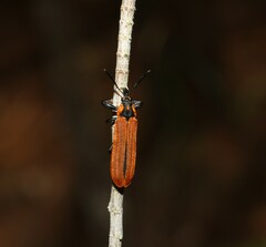 Rhinotia haemoptera
