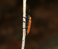 Rhinotia haemoptera