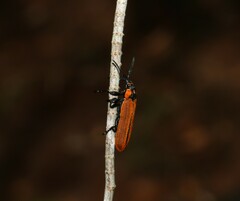Rhinotia haemoptera