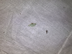 Chlorochlamys phyllinaria