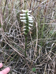 Spiranthes incurva