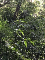 Parsonsia brownii