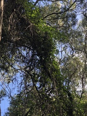 Parsonsia brownii