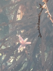 Leptasterias hexactis