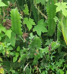 Euphorbia antiquorum