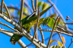 Eupsittula nana