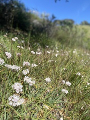 Allium haematochiton