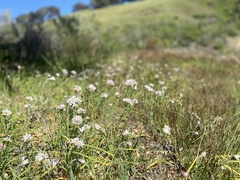 Allium haematochiton