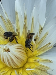 Apis florea