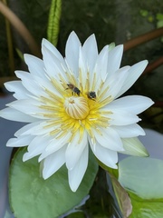 Apis florea