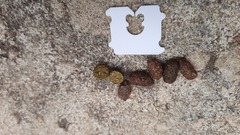 Pseudocheirus occidentalis