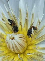 Apis florea