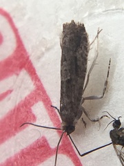 Grapholita packardi