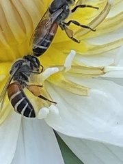 Apis florea