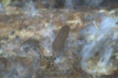 Stemonitis virginiensis