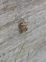 Teliapsocus conterminus