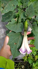 Datura metel