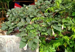 Datura metel