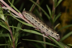 Hyles vespertilio