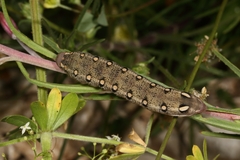 Hyles vespertilio