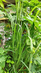 Cymbopogon nardus
